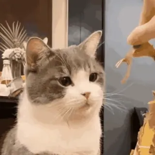 🤚 6640c07f kot, uroczy, zwierzę, zwierzę domowe telegram sticker