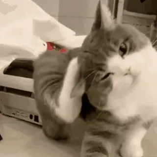 🦵 74aceffc królik, zwierzę, słodki, zwierzę domowe, ssak, zwierzę domowe telegram sticker