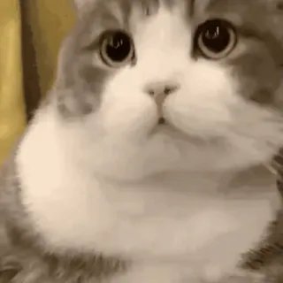 🚶‍♀️ 88e53a16 kot, zwierzę, słodki, zwierzę domowe, zwierzę domowe, zabawny telegram sticker