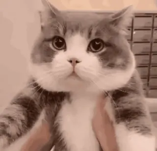 🙁 a651f69d kot, zwierzę, słodki, zwierzak, zwierzę domowe, śmieszne, kawaii telegram sticker