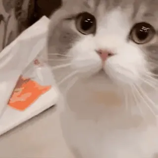 👅 a80aa3f7 kot, słodki, zwierzę, zwierzę domowe, kot domowy, kotowate, kociak, scottish fold telegram sticker