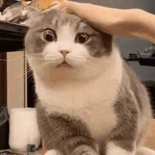 🧐 b08465c2 kot, zwierzę domowe, zwierzę, zwierzę domowe, ssak telegram sticker