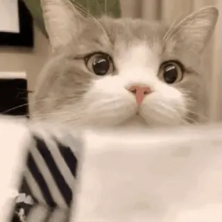 🍚 b1a19d86 kot, kociak, słodki, uroczy, zwierzę domowe, zwierzę, kotowaty, kot domowy telegram sticker