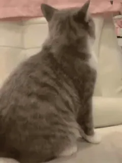 😡 c8a018e6 kot, zwierzę domowe, zwierzę, siedzący, zwierzę domowe, kanapa telegram sticker