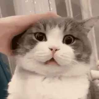 😨 caecfe08 kot, zwierzę, zwierzak, słodki, śmieszny, kot domowy telegram sticker