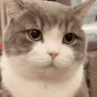 👀 d188901c kot, słodki, zwierzę, zwierzę domowe, kociak, zwierzę domowe, ssak, kotowate telegram sticker