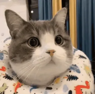 🏃‍♀️ d1c3fe05 kot, słodki, zwierzę, zwierzę domowe, kot domowy, szary i biały telegram sticker