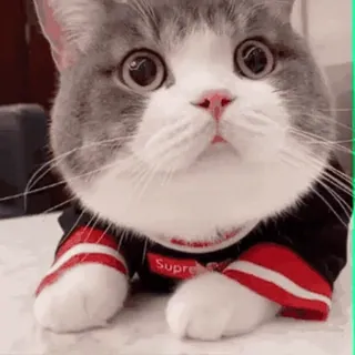 👀 d38a3181 Supreme kot, zwierzę, słodki, zwierzak, naklejka, śmieszne telegram sticker