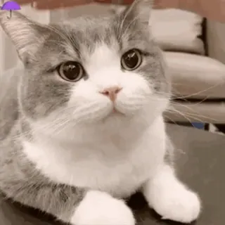 😺 d74b8235 kot, zwierzę, słodki, zwierzę domowe, zwierzę domowe, kociak telegram sticker