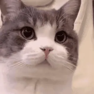 🖐 e07efe29 kot, słodki, zwierzę, zwierzak, koci, szaro-biały, uroczy telegram sticker