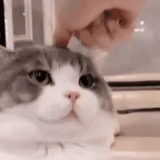 👇 e696d5d8 kot, zwierzę domowe, zwierzę, kot domowy, słodki, szary, biały telegram sticker