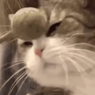 😮 e8ac6111 kot, zwierzę, śmieszne, słodkie, mem, zwierzę domowe, kotek telegram sticker