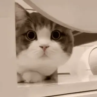 👀 ea70e1c4 kot, zwierzę, zwierzę domowe, słodki, kociak, domowy, futrzany telegram sticker