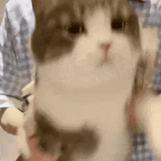 💃 ee763545 kot, zwierzę domowe, zwierzę, słodki, kociak, ssak telegram sticker