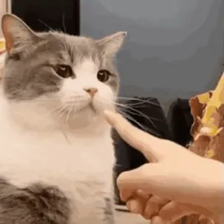 禁止瞪猫猫 @cheshirespack telegram stickers