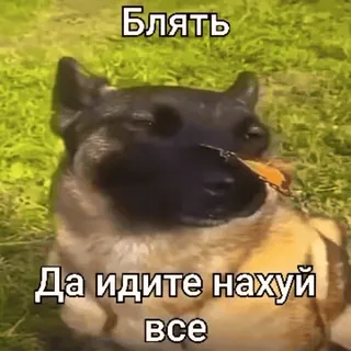 🌟 002f9a37 Блять
Да идите нахуй все สุนัข, ผีเสื้อ, หยาบคาย, คำหยาบ telegram sticker