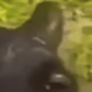 🌟 7950a100 กอริลลา, สัตว์, สัตว์ป่า, ลิงใหญ่, ธรรมชาติ, สัตว์เลี้ยงลูกด้วยนม telegram sticker