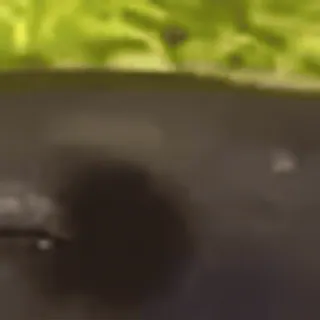 🌟 ca16899f telegram sticker