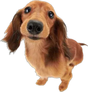 🙂 16488521 개, 닥스훈트, 동물, 애완동물, 귀여운, 눈 telegram sticker