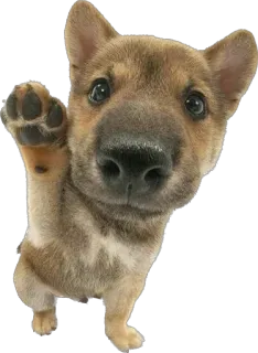 ✋ 227abdd7 개, 강아지, 귀여운, 동물, 애완동물, 발, 인사, 안녕하세요 telegram sticker