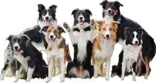 💓 34a54468 개, 보더 콜리, 강아지 그룹, 동물, 애완 동물 telegram sticker