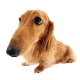 🥺 34d8ecd4 개, 닥스훈트, 동물, 애완동물, 귀여운, 긴 코 telegram sticker