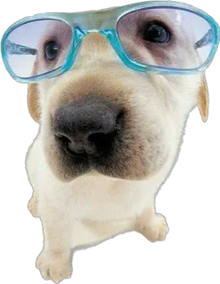 🤓 4eaab94c 개, 안경, 선글라스, 애완동물, 동물, 멋진 telegram sticker