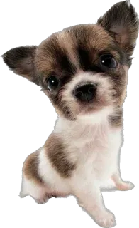 🤥 590b353b 개, 강아지, 귀여운, 동물, 치와와, 애완동물 telegram sticker