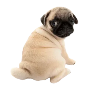 🥺 656b7b9f 퍼그, 개, 강아지, 동물, 애완동물, 귀여운 telegram sticker