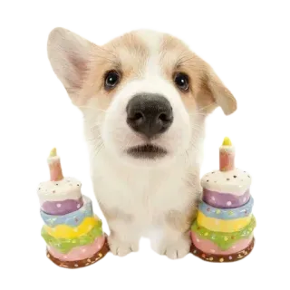 🙂 7464609a 개, 코기, 케이크, 생일, 동물, 애완동물 telegram sticker