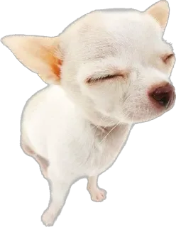 😑 9682c73e 개, 치와와, 동물, 애완동물, 귀여운, 흰 개, 작은 개 telegram sticker