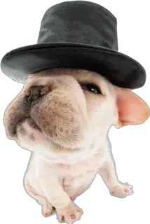 🎩 e4393cac 개, 모자, 프렌치 불독, 애완 동물, 동물, 귀여운 telegram sticker
