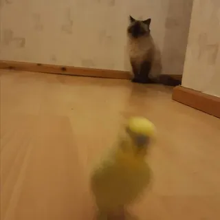 🐤 19000540 chat, oiseau, animal de compagnie, animal, animal domestique, perruche whatsapp sticker