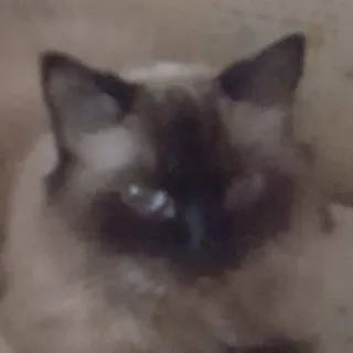 😦 459c7fed chat, animal de compagnie, animal, siamois, mignon, animal domestique whatsapp sticker