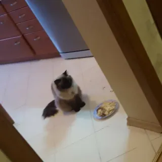 🐱 9516eae1 chat, animal de compagnie, animal, chat domestique, siamois whatsapp sticker