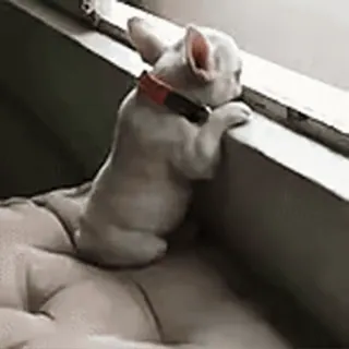 🎈 1c08616b 犬, 子犬, 窓, ペット, かわいい, 動物 telegram sticker