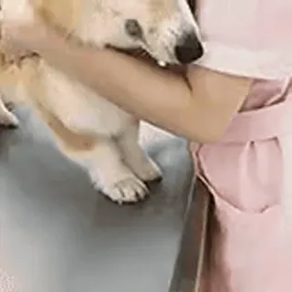 🎈 1c087977 犬, コーギー, ペット, 動物, かわいい, 人, ピンクのシャツ telegram sticker