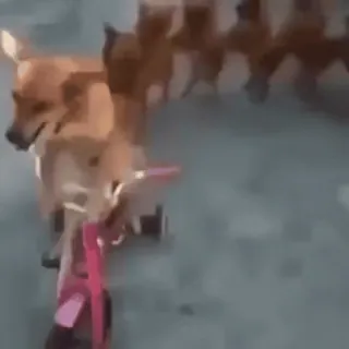 🎈 2a8d8ff4 犬, 三輪車, 動物, ペット, 乗り物 telegram sticker