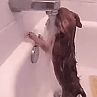 🎈 35f0d1c1 犬, ダックスフンド, シャワー, 浴室, 水, ペット, 動物 telegram sticker
