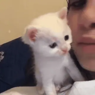 🎈 3926dbe2 子猫, 猫, 白い猫, 動物, ペット, かわいい, 小さい猫 telegram sticker