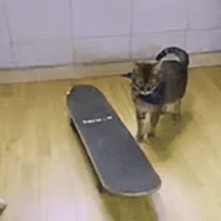 🎈 3d938857 猫, スケートボード, 動物, ペット, 面白い, 可愛い telegram sticker