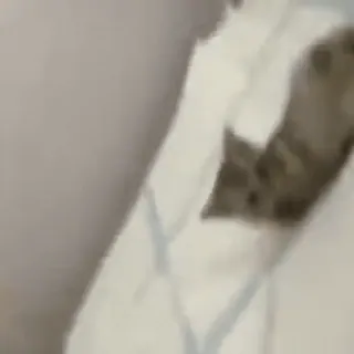 🎈 52df7713 telegram sticker