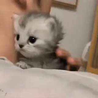 🎈 54904262 猫, 子猫, ペット, 動物, かわいい, 家畜, グレー, ふわふわ telegram sticker