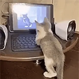 🎈 7104a9d6 猫, コンピュータ, 子猫, ラップトップ, 見ている, 面白い, 動物 telegram sticker