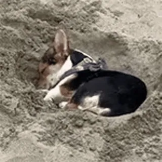 🎈 7b2f3f03 犬, 砂, 巣穴, ビーチ, 動物, ペット telegram sticker