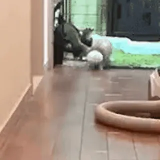 🎈 87715a6e 犬, ペット, 動物, 家畜, 室内 telegram sticker