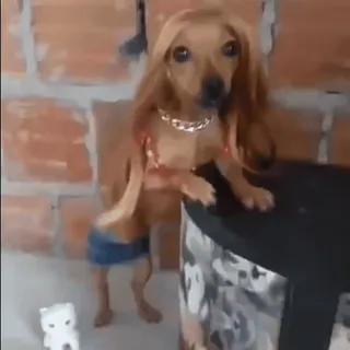 🎈 8dec70bd 犬, かつら, 面白い, ペット, 動物, コスチューム telegram sticker