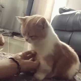 🎈 93d22a97 猫, 子猫, ペット, ペット, 動物, かわいい telegram sticker