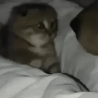 🎈 cd54cd67 猫, 子猫, 可愛い, 動物, ペット, 家畜 telegram sticker