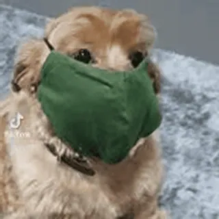 🎈 d49941fa 犬, マスク, 動物, ペット, コロナ, パンデミック telegram sticker